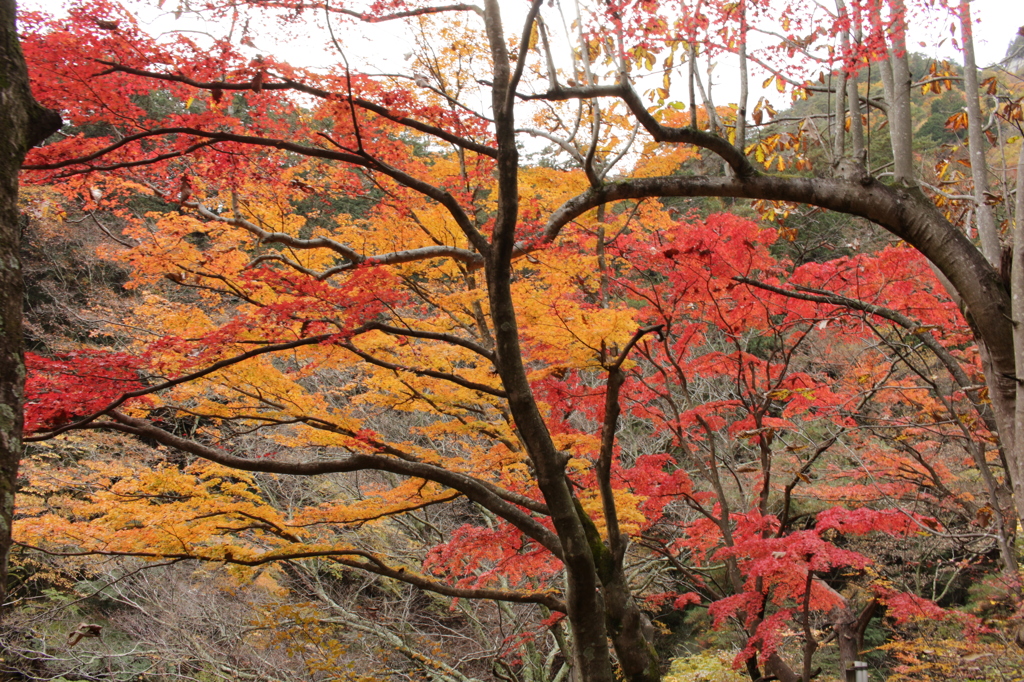 彩りの帰り道にて…