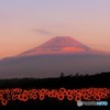 今年もまた…