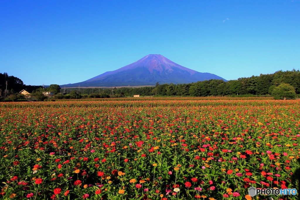 富士も見守る花畑