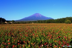 富士も見守る花畑