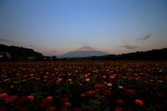 富士の麓で、咲き乱れる