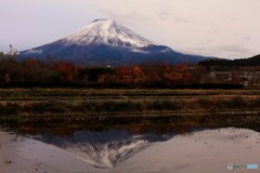 曇り空の下、晩秋の彩り。