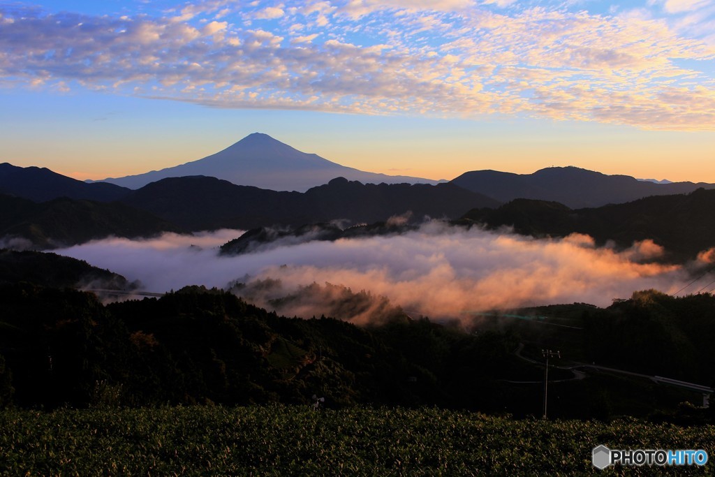 雲海と茶畑と鱗雲…そして、富士。
