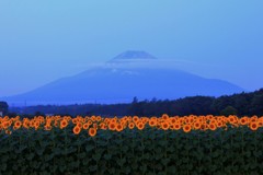 目覚めの向日葵と…