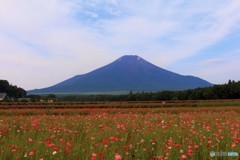 夜明けの花畑から…。