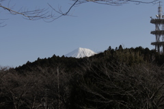 これから見頃を迎える木々と…