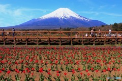 富士に見守られ、咲き誇る。
