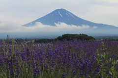 広がる紫