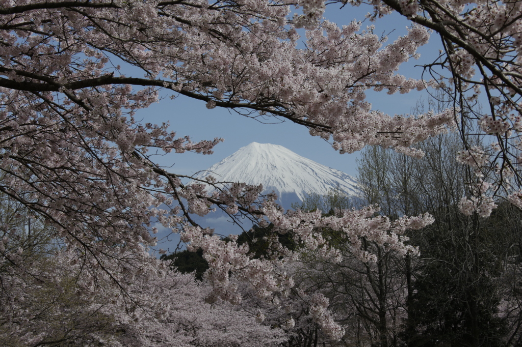 桜の額縁で…。