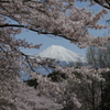 桜の額縁で…。