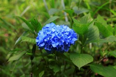 ポツンと…力強く。