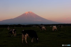 草原ののどかな夕暮れ