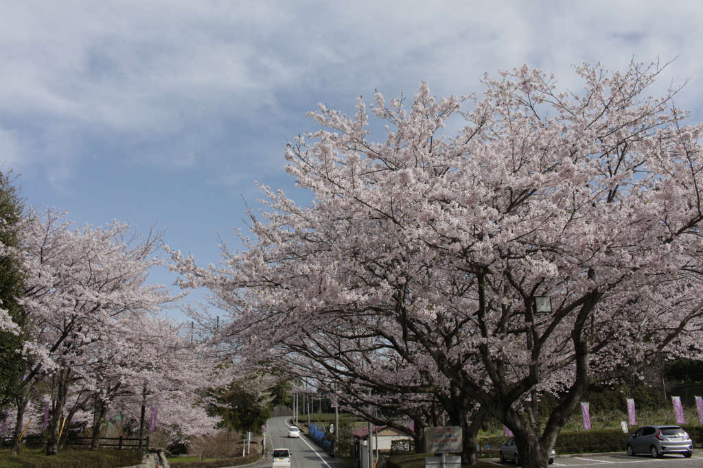 岩本山公園の、春本番。