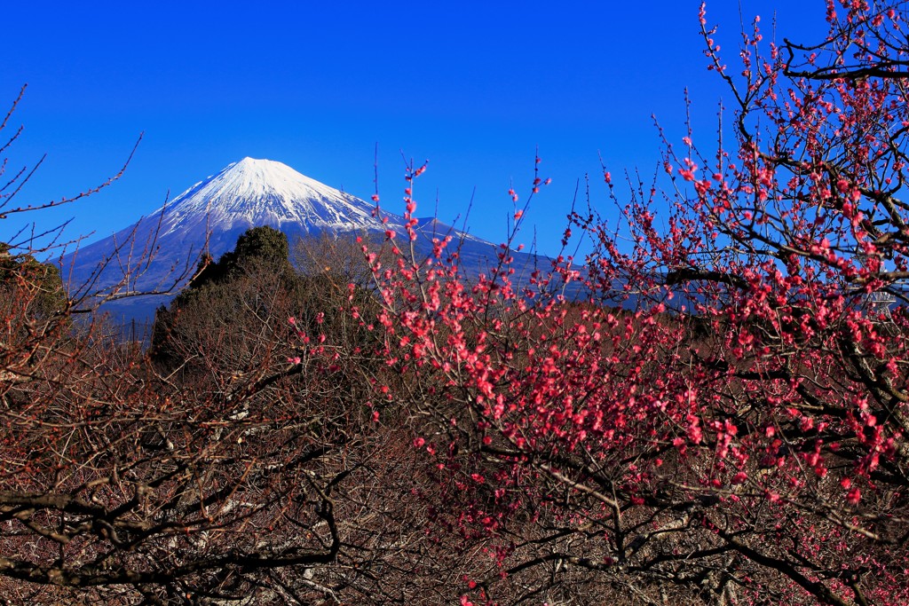 ちょっと早い春便り