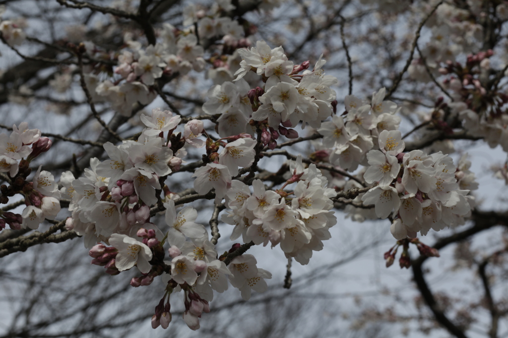 改めて…今年一番の桜。