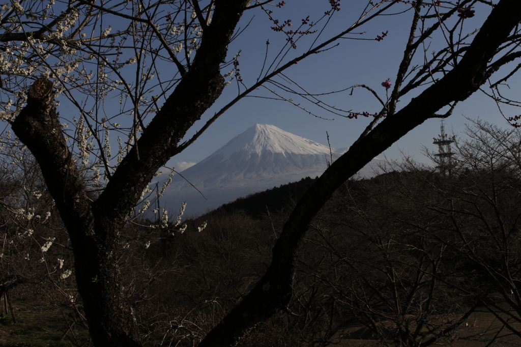 木の枝の額縁で。