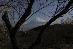 木の枝の額縁で。