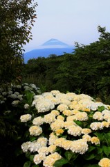 白い花と…