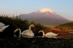 草の陰で朝食を…