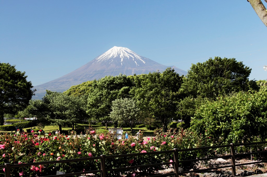 薔薇のある公園から。