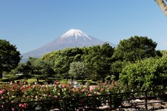 薔薇のある公園から。