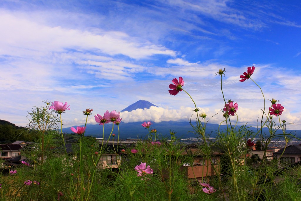 秋桜と一緒に…。