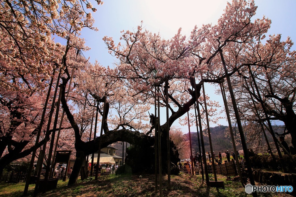 国内最古の桜、満開のとき。
