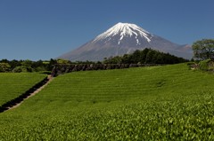 雄大なる富士、茶畑を見下ろす。