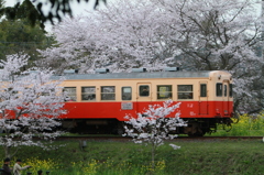 桜キハ200系⑪