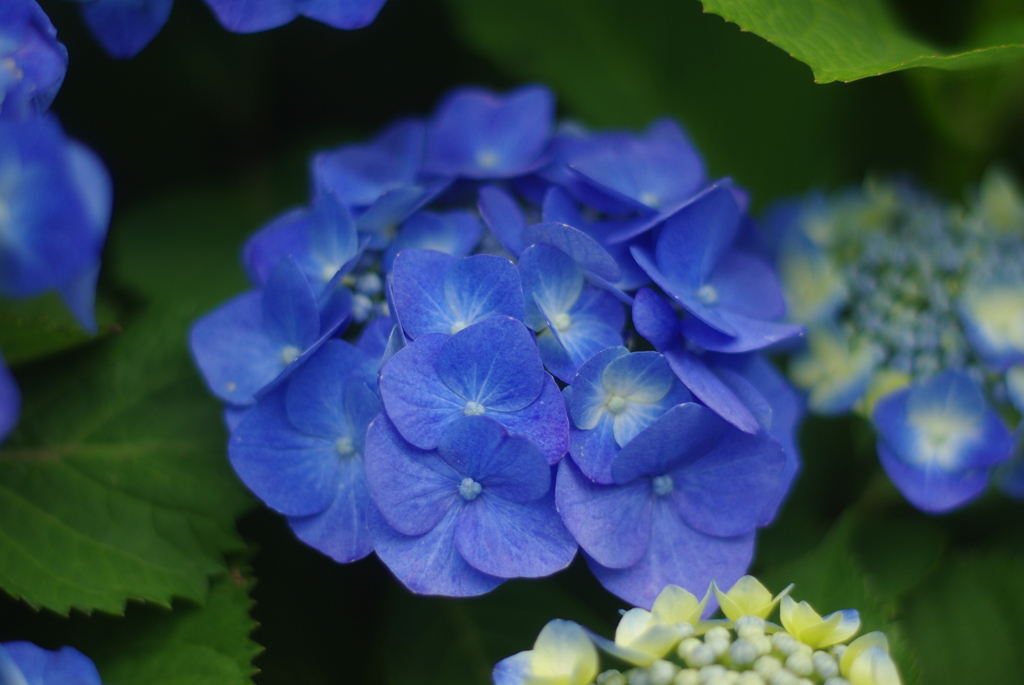 お花 28