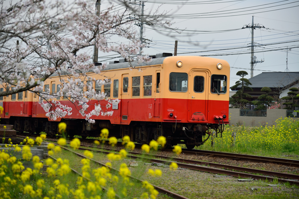 桜キハ200系②