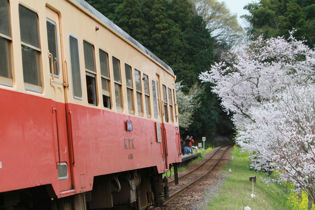 桜キハ200系⑨