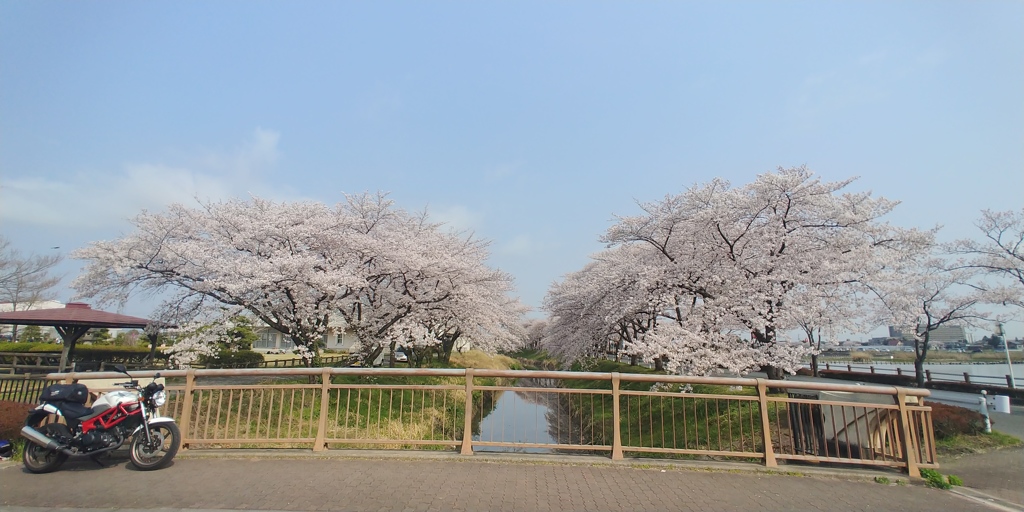 川越市伊佐沼公園の桜㉚