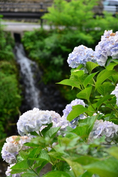 小野池あじさい公園にて②