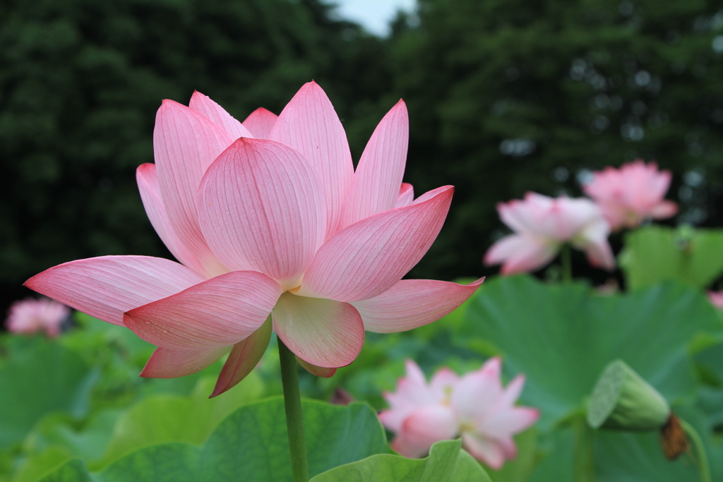 古河公方公園　蓮 No.1