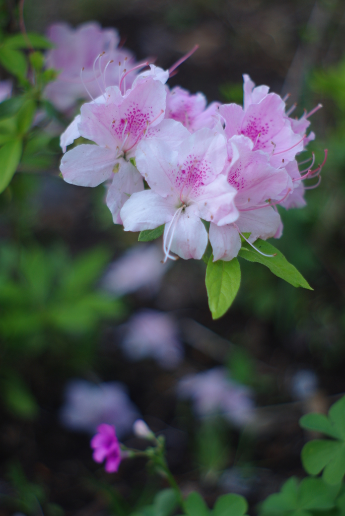 お花 19