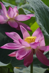 2011伊佐沼の蓮 07