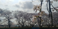 川越市伊佐沼公園の桜㉒