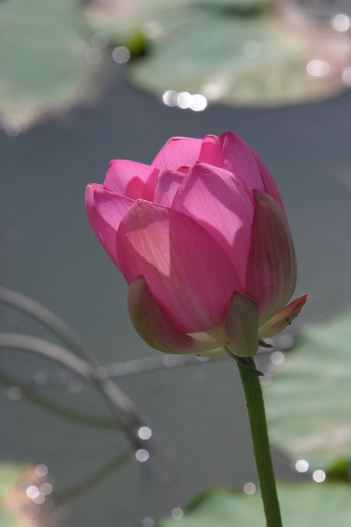 2011伊佐沼の蓮 08