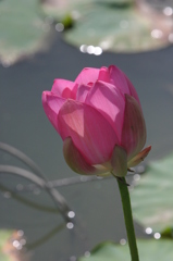 2011伊佐沼の蓮 08