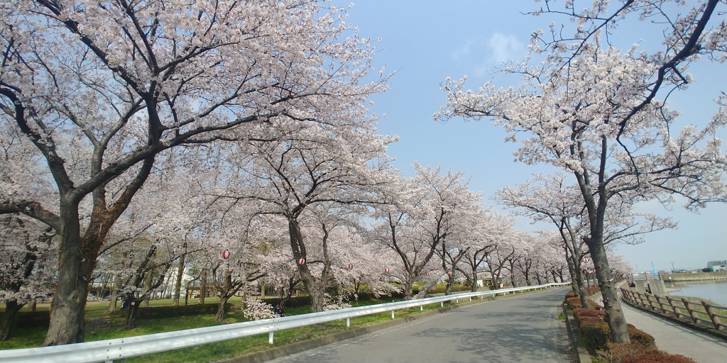 川越市伊佐沼公園の桜㉝