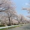 川越市伊佐沼公園の桜㉝