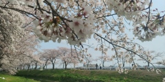 川越市伊佐沼公園の桜㉔