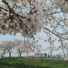 川越市伊佐沼公園の桜㉔