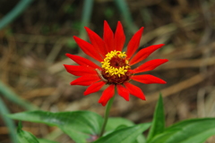 お花 04