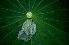 amoeba is rainwater