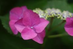 お花 29