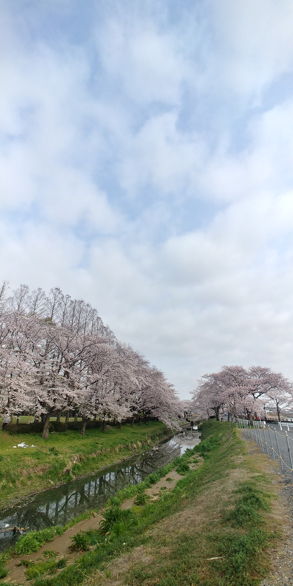 川越市伊佐沼公園の桜②