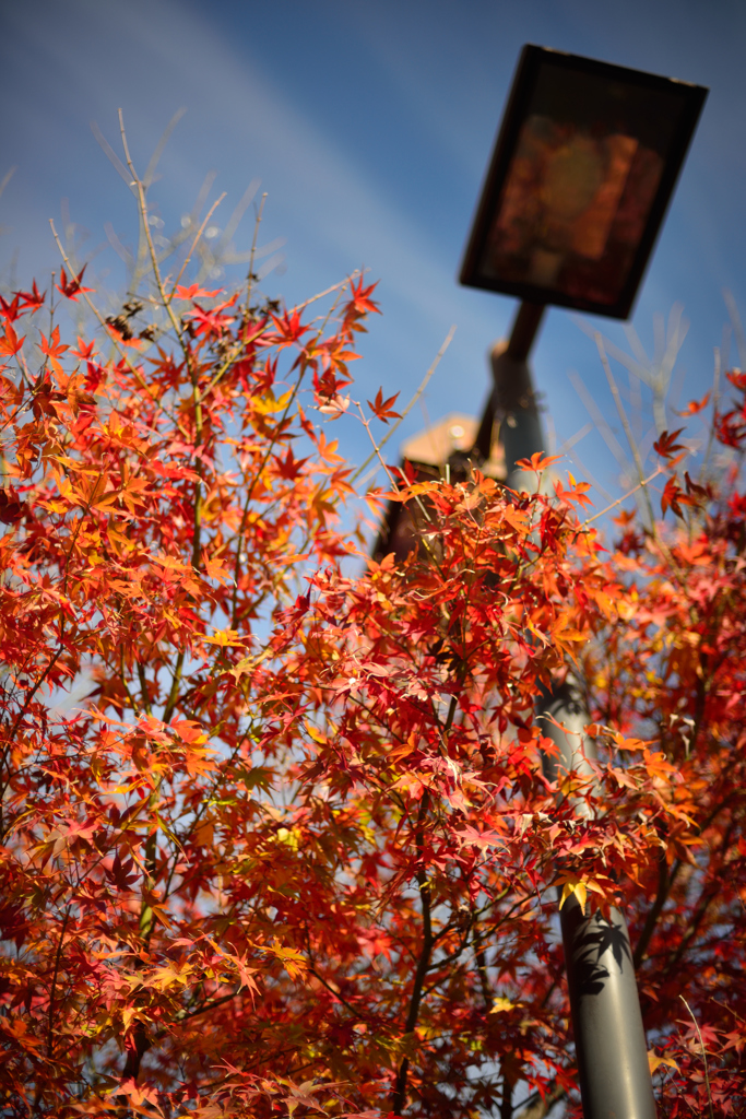 茂木駅下車にての紅葉