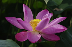 2011伊佐沼の蓮 02